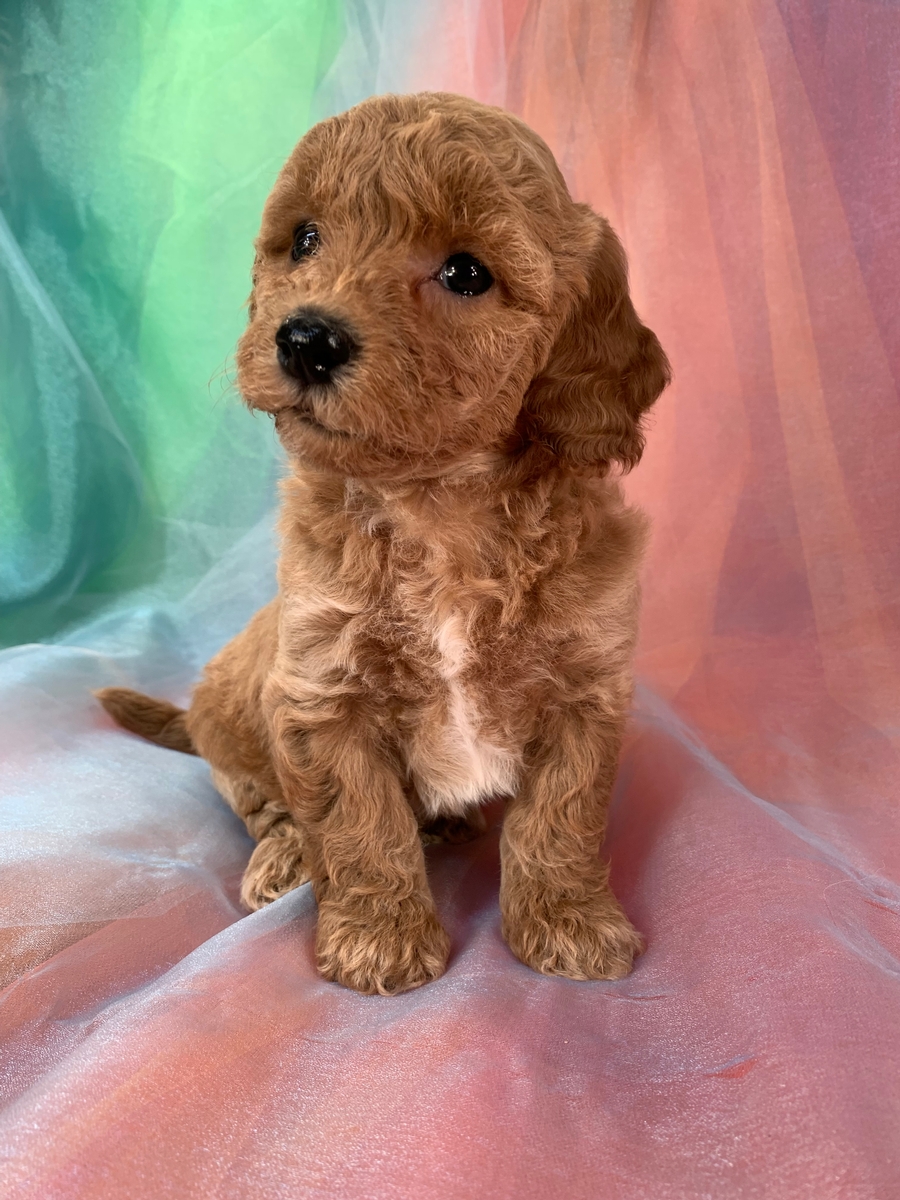 Female Bichon Poodle Puppy for Sale, $1200 DOB 6-18-2022